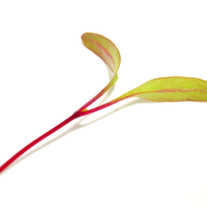 Brote de Remolacha