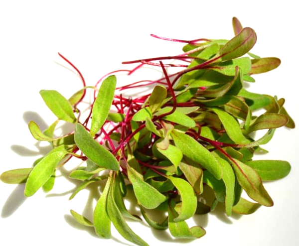 Brotes de Remolacha