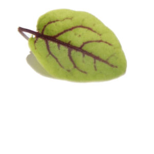 Hojas frescas (Baby Leaf)