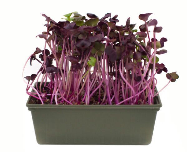 Rábano morado (sango)