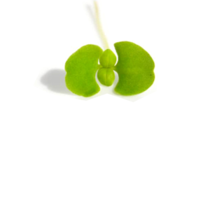 Brotes cortados