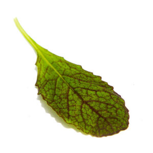 Mostaza roja