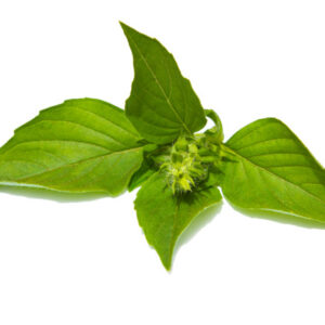 Albahaca limón