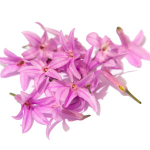 Flor de ajo (Tulbaghia)