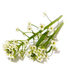 Alyssum blanco