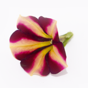 Petunias