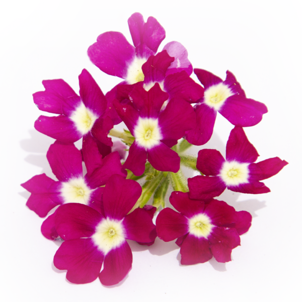 Verbena
