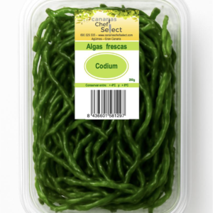 Codium (Alga fresca)